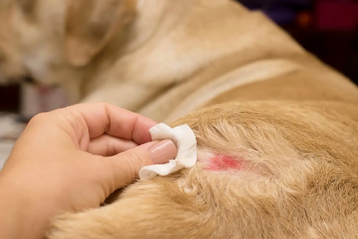 Scratch where it itches – canine allergen test kit by Chula lecturers