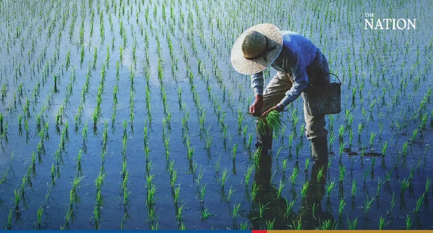 Another 8 million euros invested in Thai Rice NAMA project Another 8 million euros invested in Thai Rice NAMA project