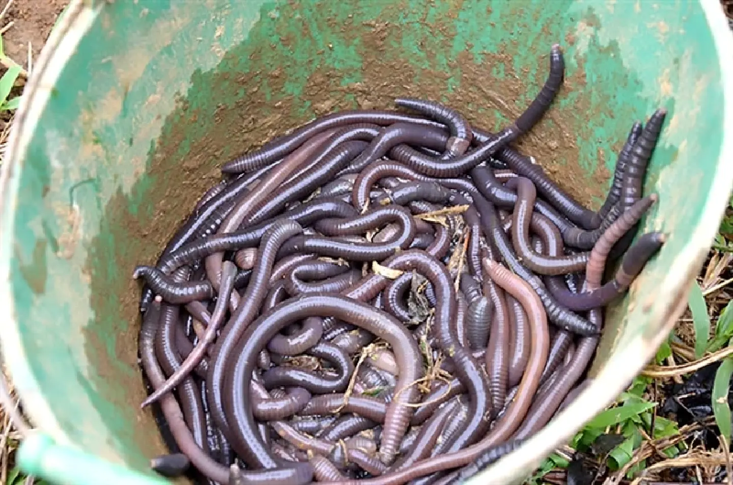 Capturing earthworms by electric shock poses environmental hazards Capturing earthworms by electric shock poses environmental hazards