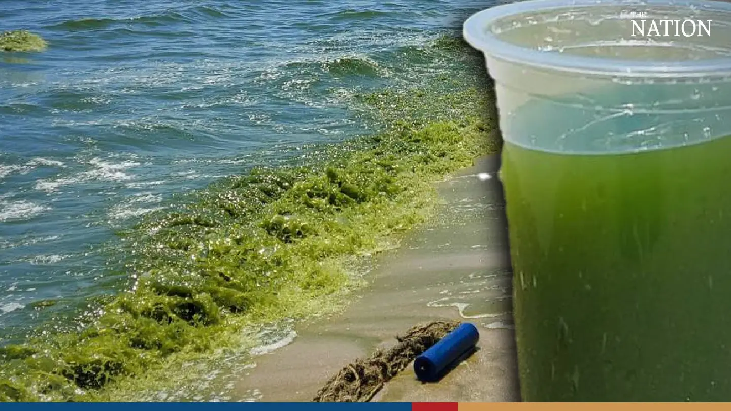 Tourists shun Bang Saen beach as plankton surge dyes sea green Tourists shun Bang Saen beach as plankton surge dyes sea green