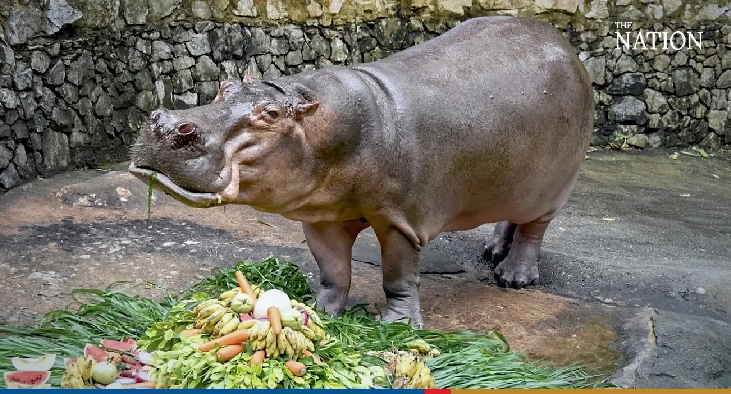 Special birthday cake for hippo Mae Mali Special birthday cake for hippo Mae Mali