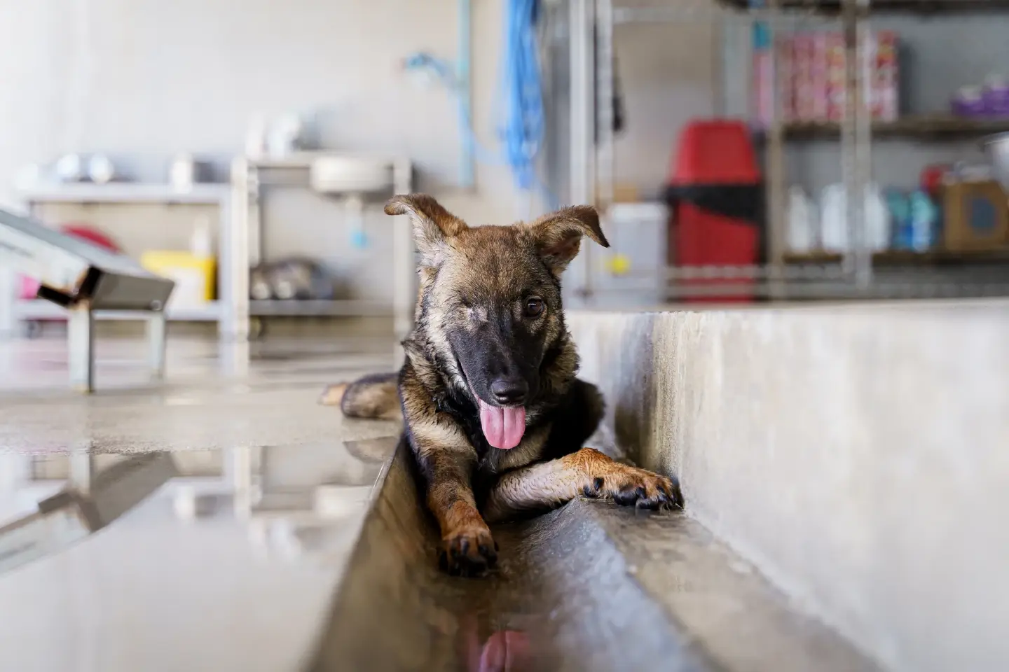 Stray puppy becomes millionth animal to be neutered and vaccinated by Soi Dog