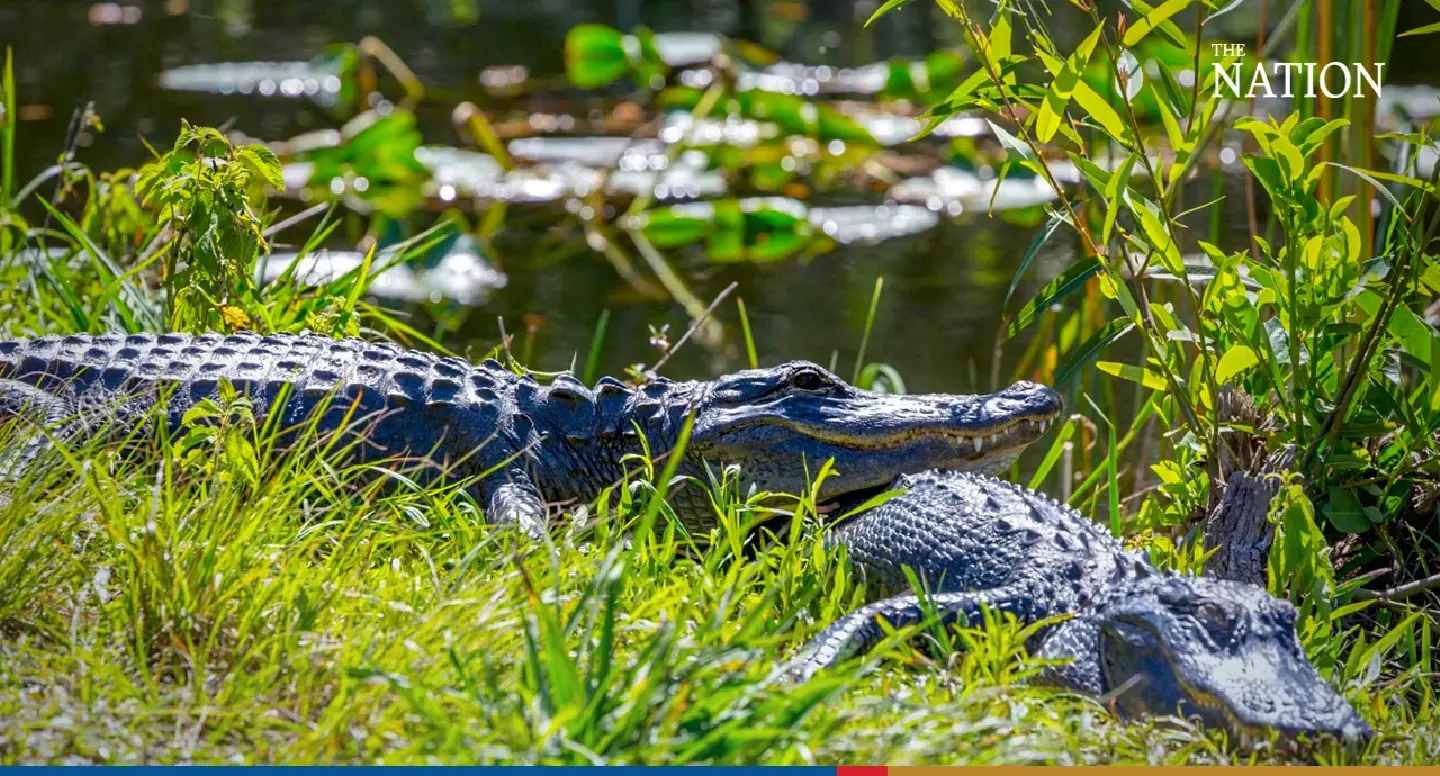 Several crocodiles remain on the loose in Suphan Buri Several crocodiles remain on the loose in Suphan Buri