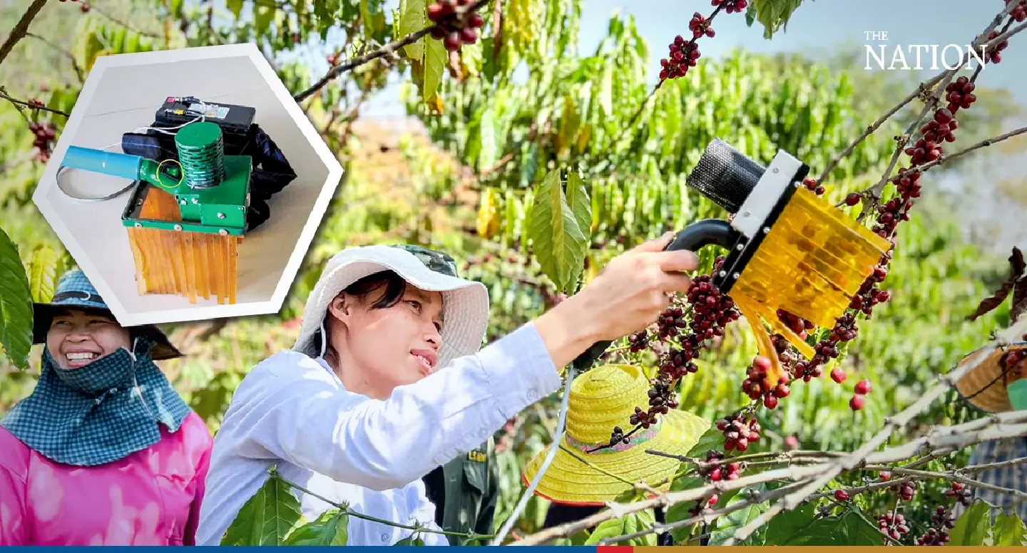 Coffee harvest revs up thanks to new machine
