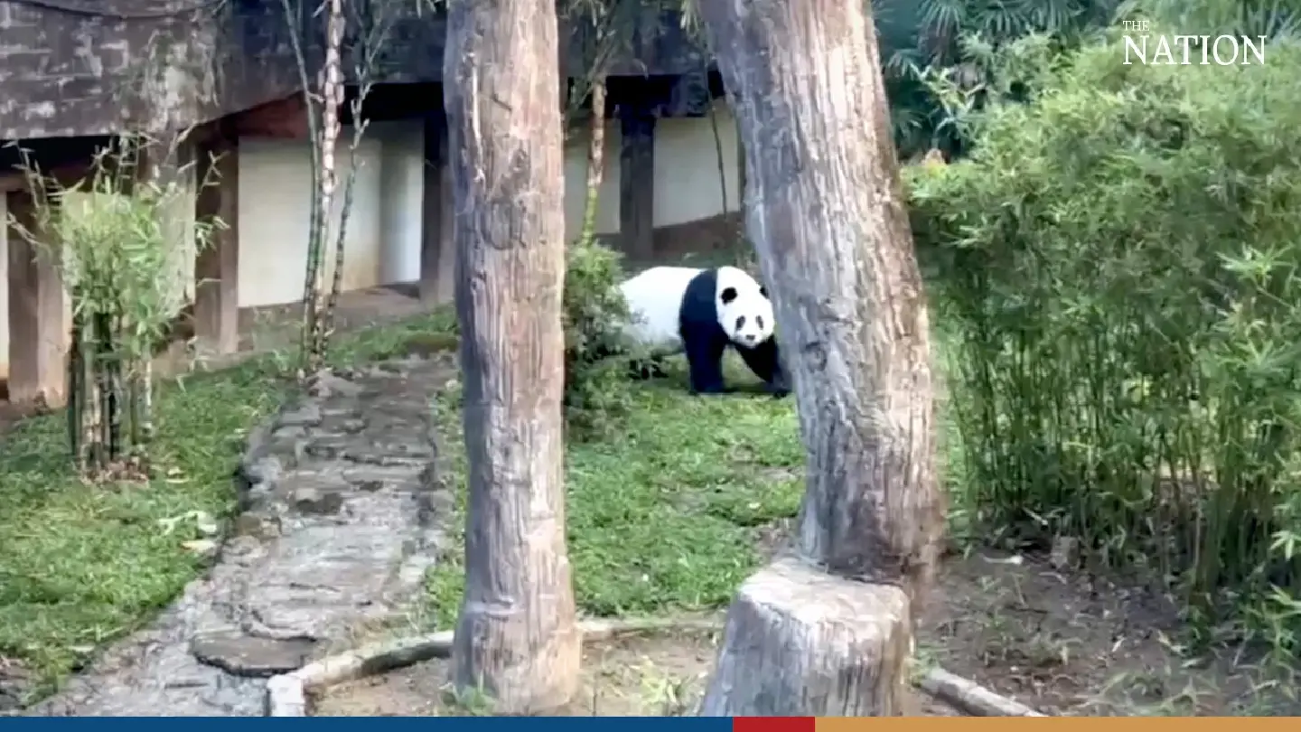 Chiang Mai locals want new panda, as politician urges govt to help local animals instead