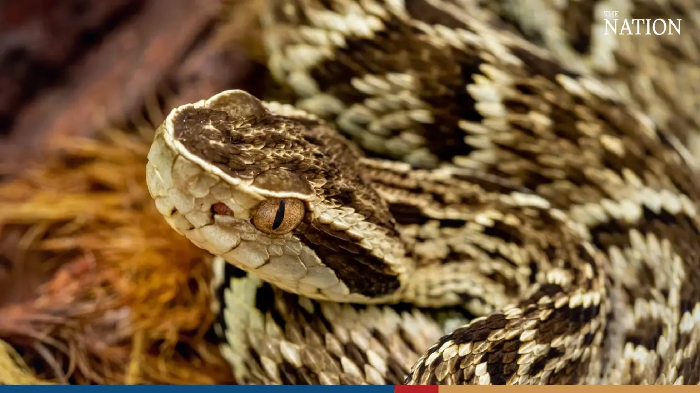 Intensive course on snake handling for foreigners