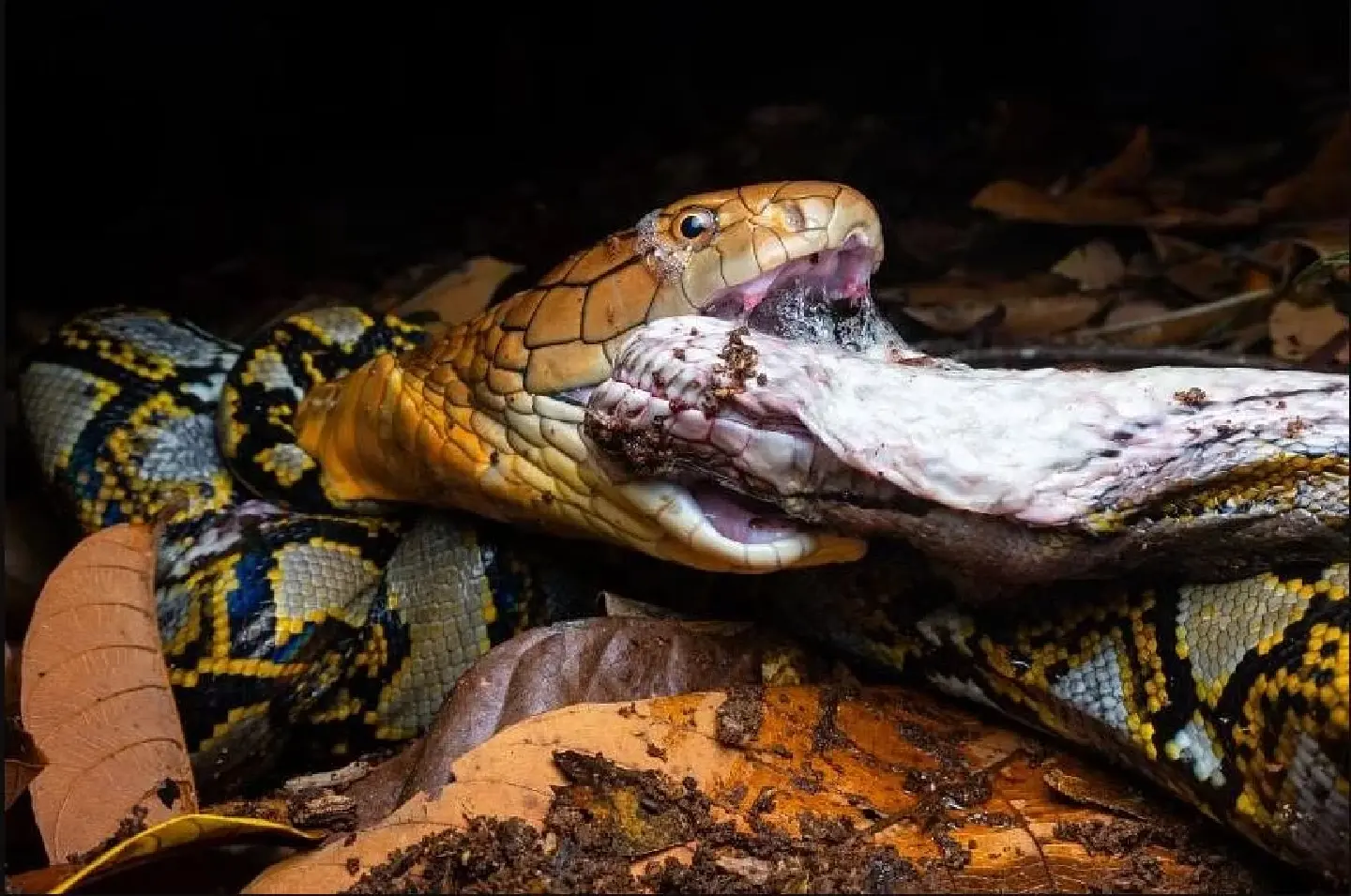 King cobra toils for at least 7 hours in Singapore's Wildlife Reserve to eat snake