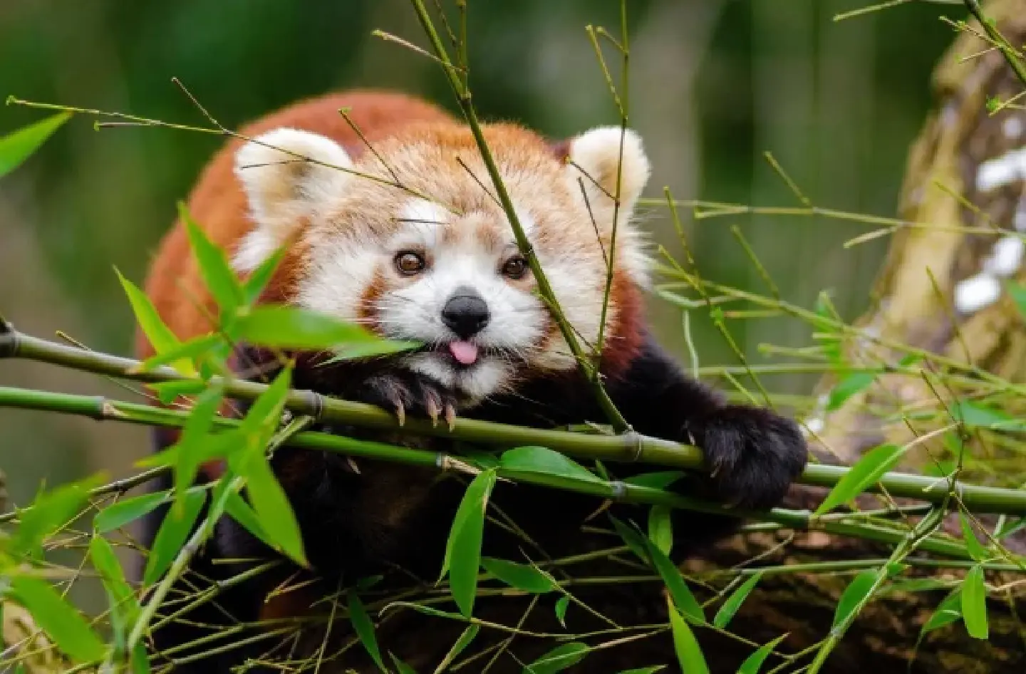International Red Panda Day (September 16) and Untold Story International Red Panda Day (September 16) and Untold Story