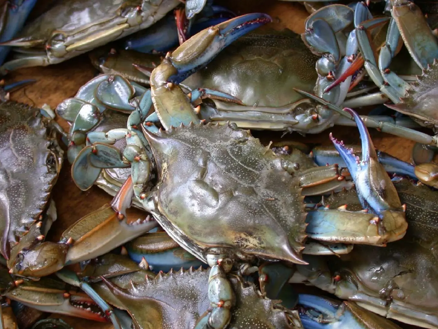 Italy's invasive blue crab has Korean seafood fans excited Italy's invasive blue crab has Korean seafood fans excited