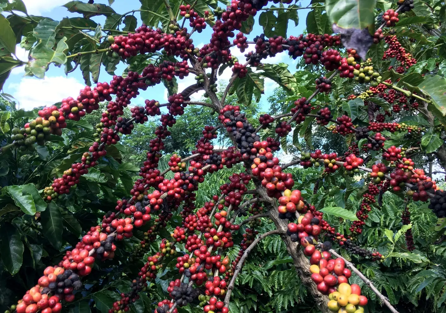 Ugandan coffee farmer deploys technology to thwart effects of climate change