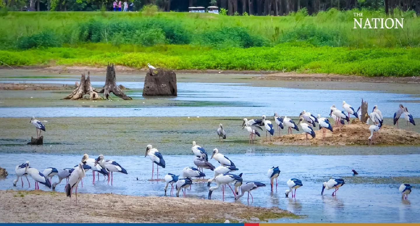 Openbill storks flock to last source of water in Chonburi