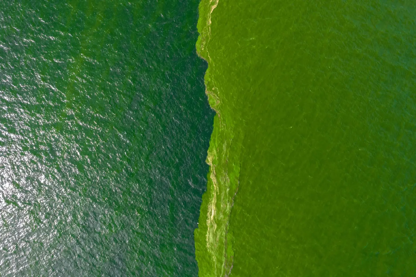 Extreme plankton bloom in Thailand threatens marine life, fisheries Extreme plankton bloom in Thailand threatens marine life, fisheries