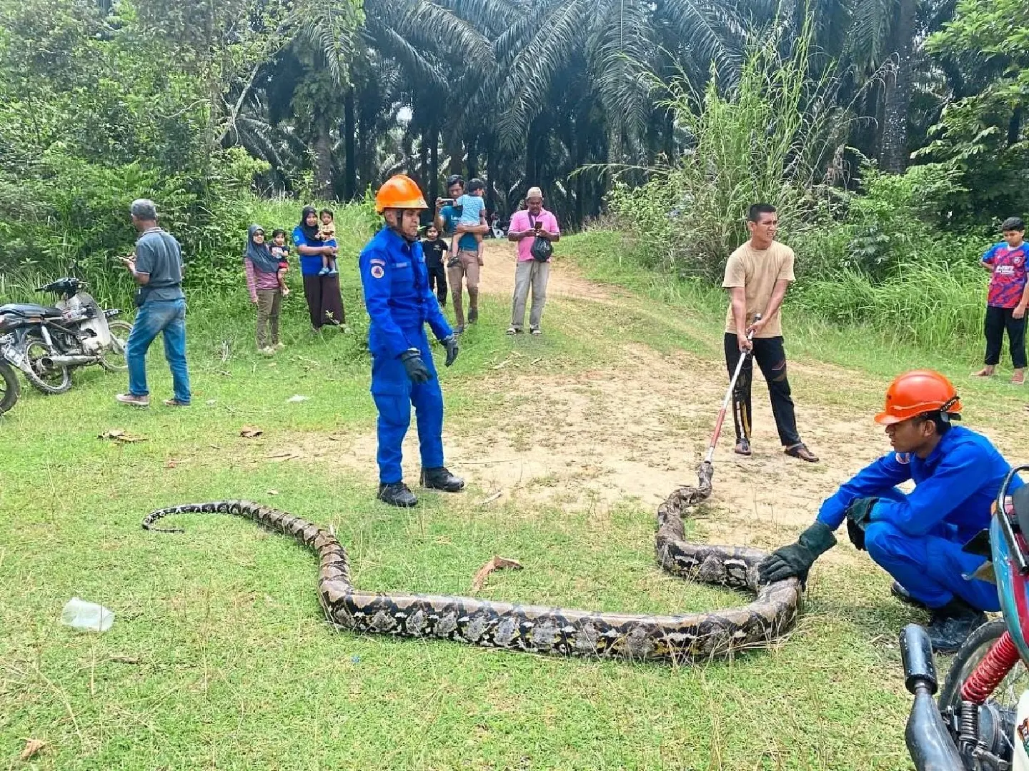 Woman nets 80kg python in Malaysia Woman nets 80kg python in Malaysia