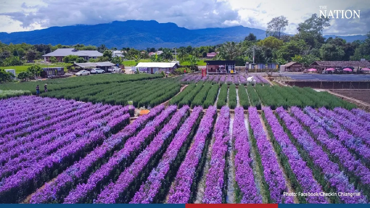 Aunty Nok’s garden in Chiang Mai bursts into a bright tapestry of colour Aunty Nok’s garden in Chiang Mai bursts into a bright tapestry of colour
