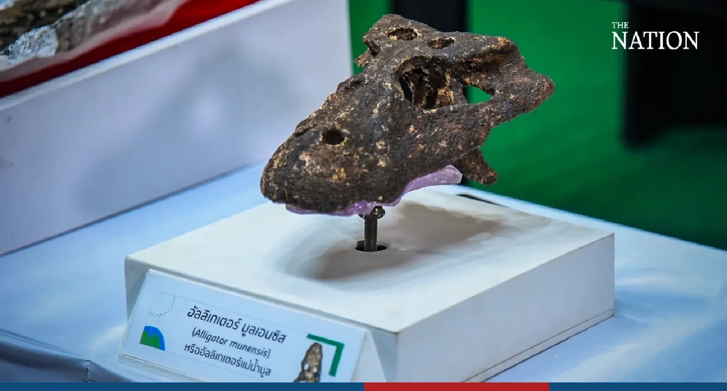 Jaws open: Thailand reveals more on discovery of ancient alligator species
