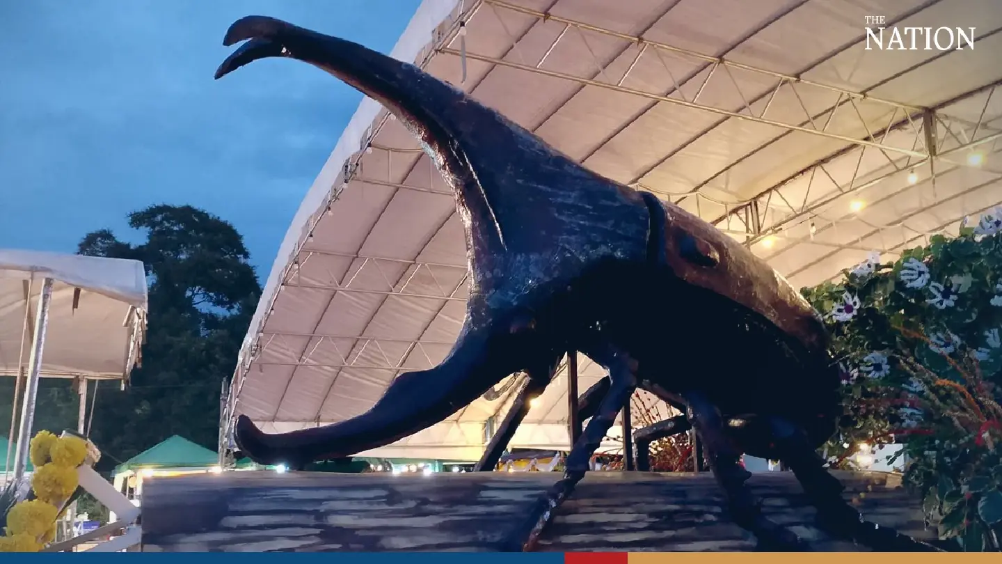 Nan celebrates rhinoceros beetles with caravan and festival