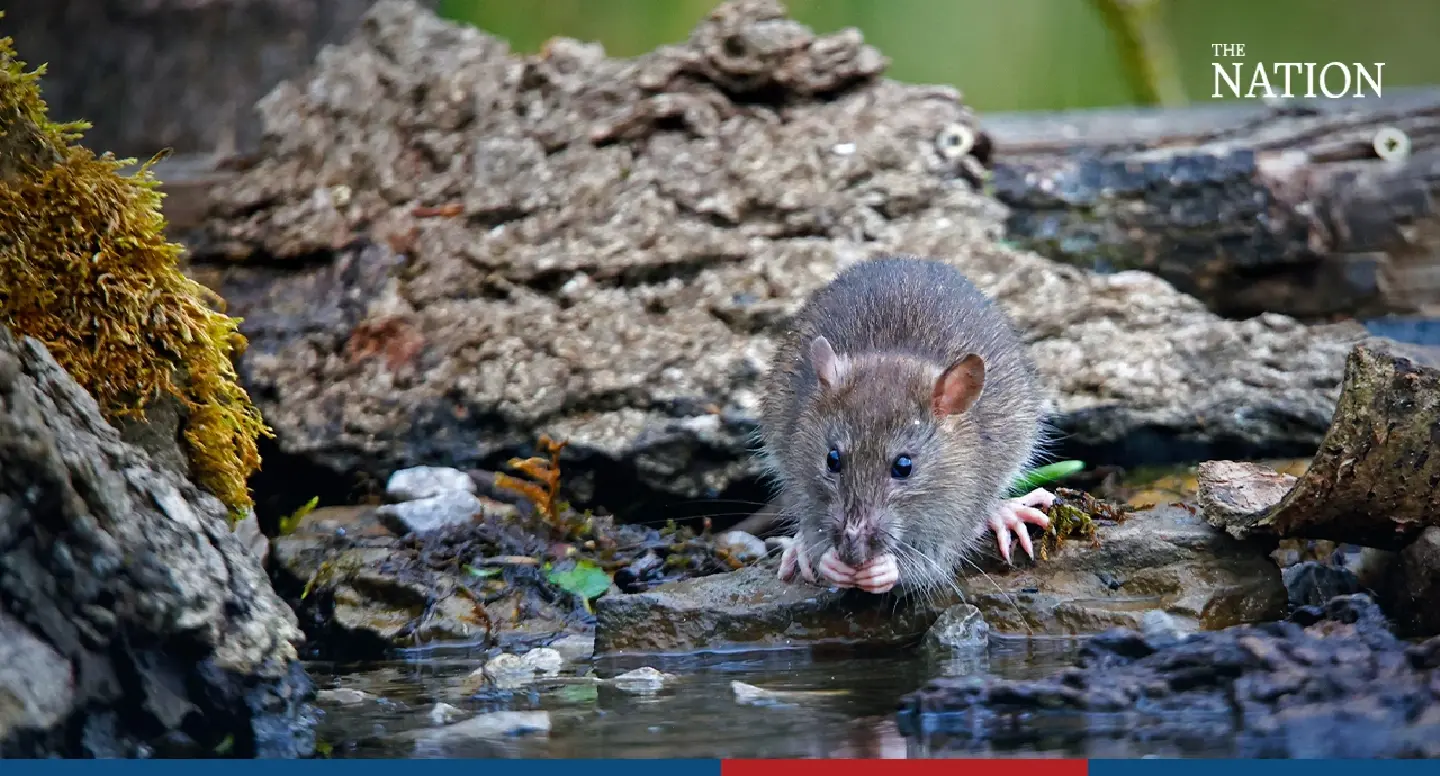 2,700 cases and 31 deaths reported in leptospirosis outbreak amid heavy rains