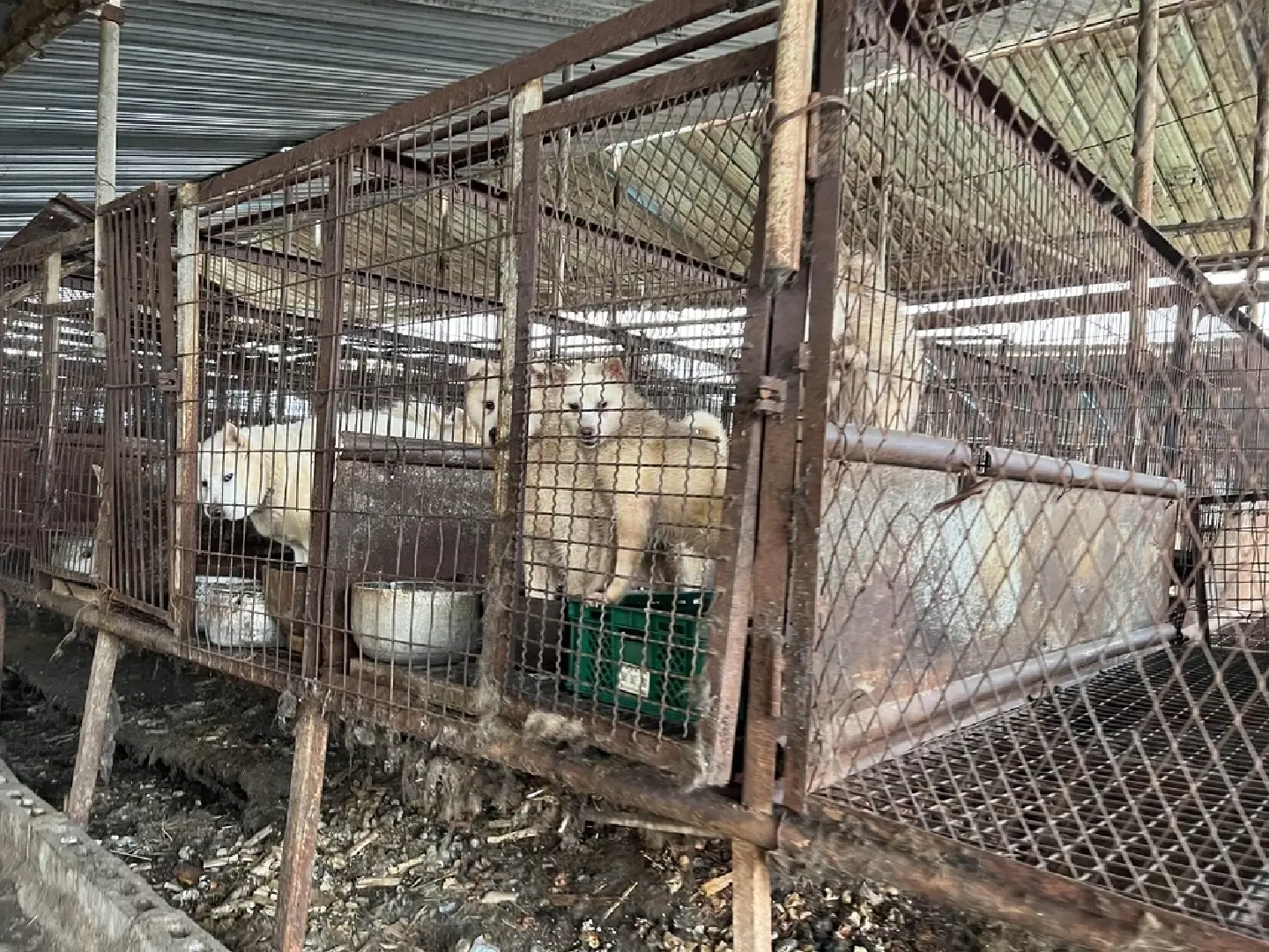 National Assembly speeds up efforts to outlaw dog meat consumption in S. Korea