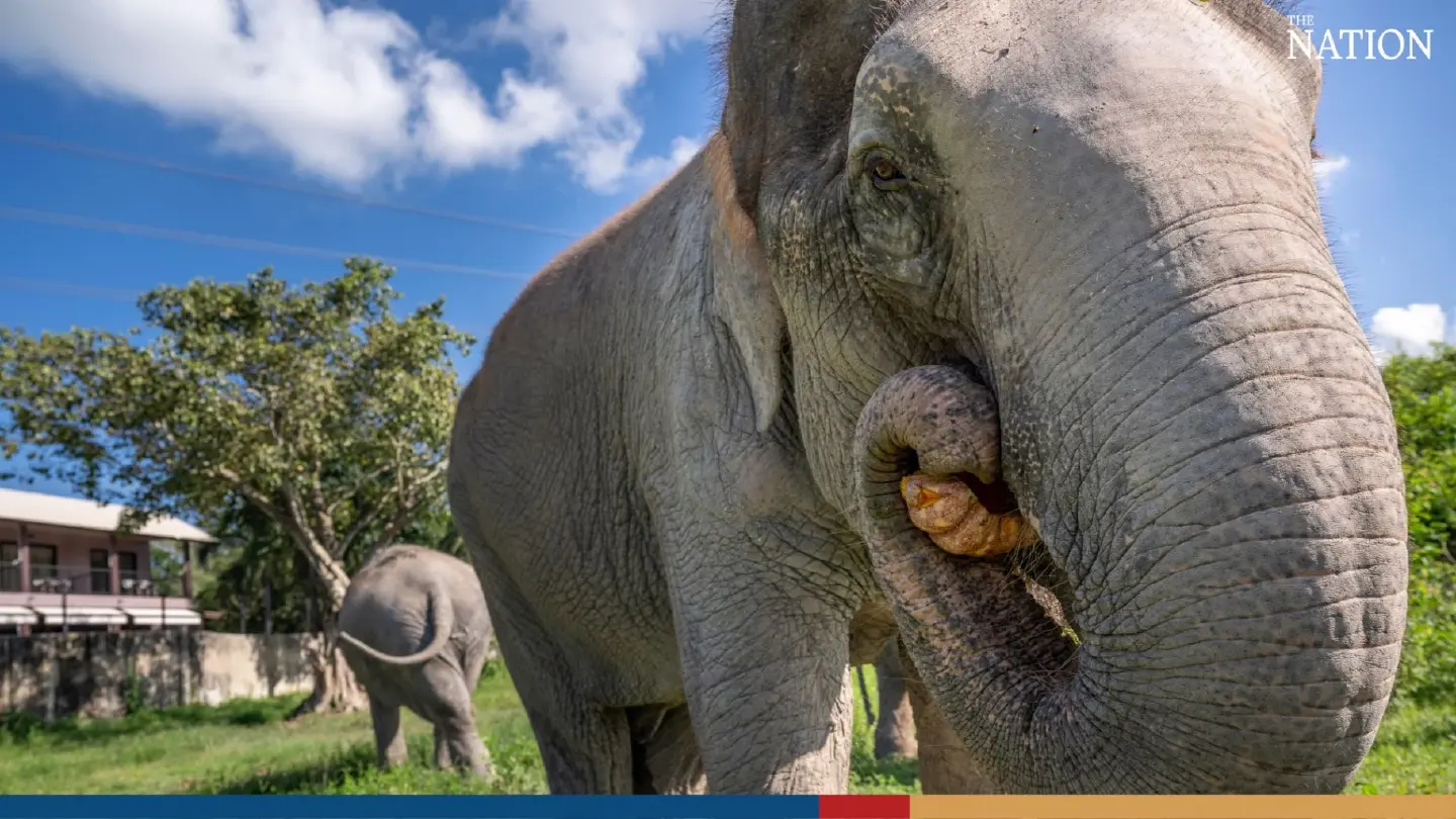 Trick or treat? It’s pumpkin time at Wildlife Friends Foundation Thailand