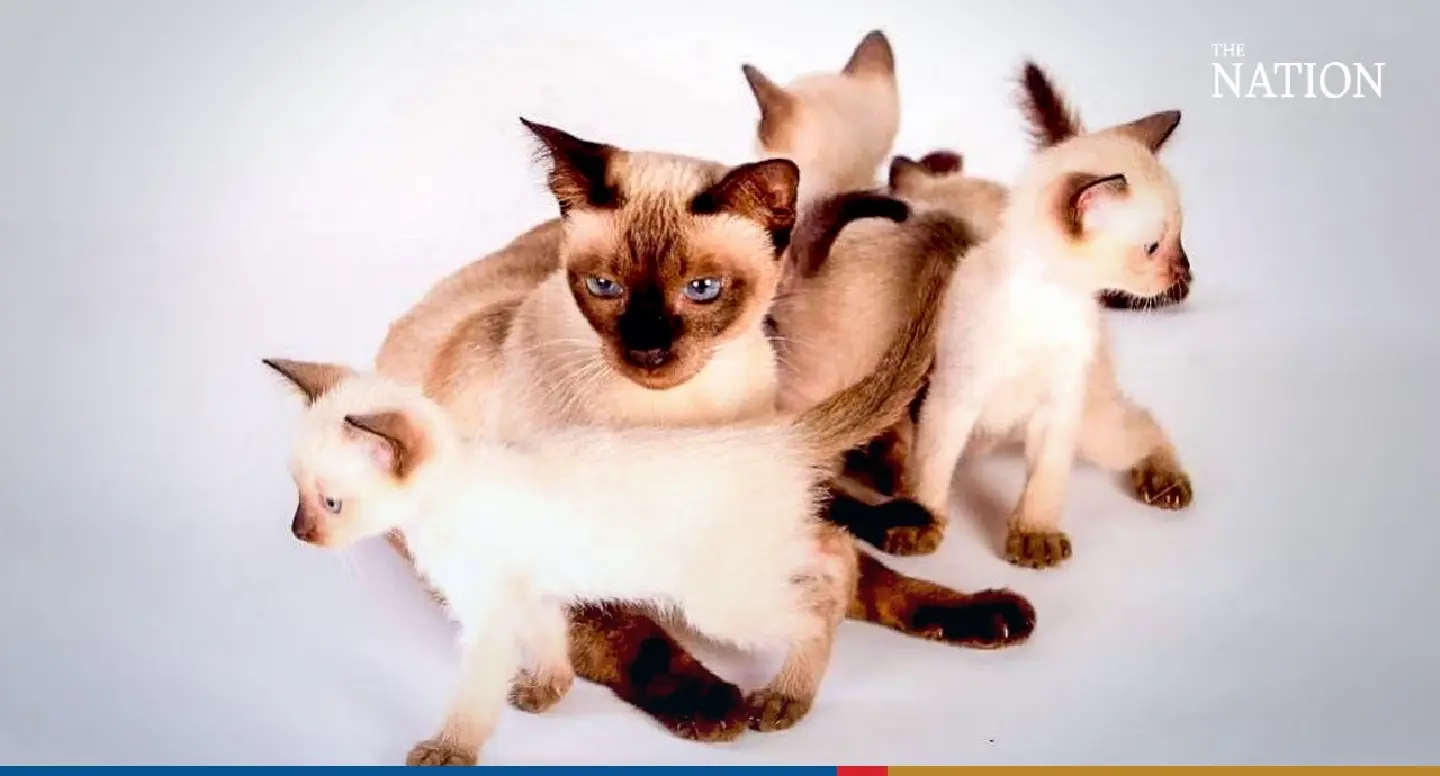 Only 4 of Thailand’s 17 auspicious cat breeds have survived, seminar hears