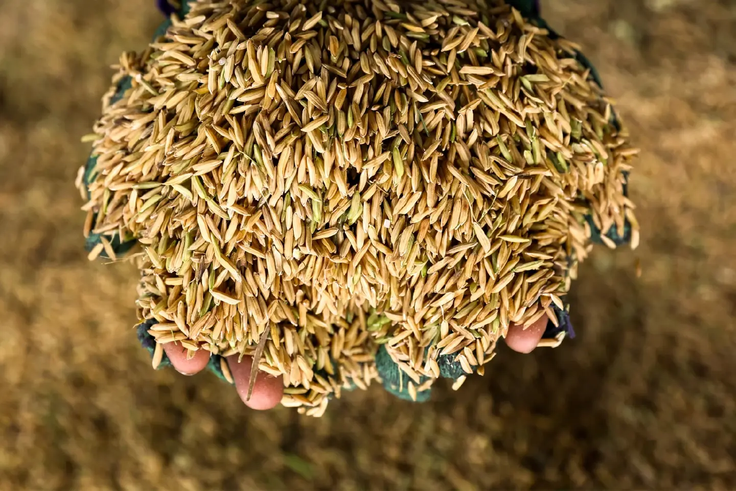 Stop spreading video of ‘plastic rice’ claims as probe is ongoing, Malaysian public told