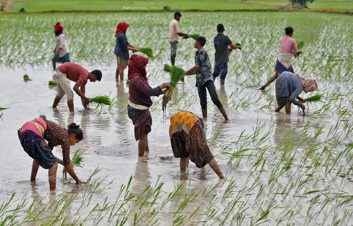 Water scarcity in Asia-Pacific casts a dark cloud over World Food Day