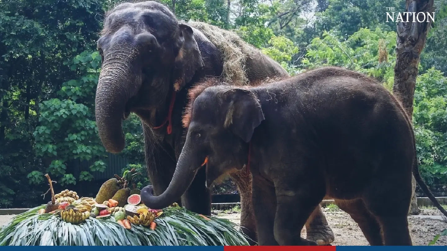 Two Thai elephants born through artificial insemination Two Thai elephants born through artificial insemination