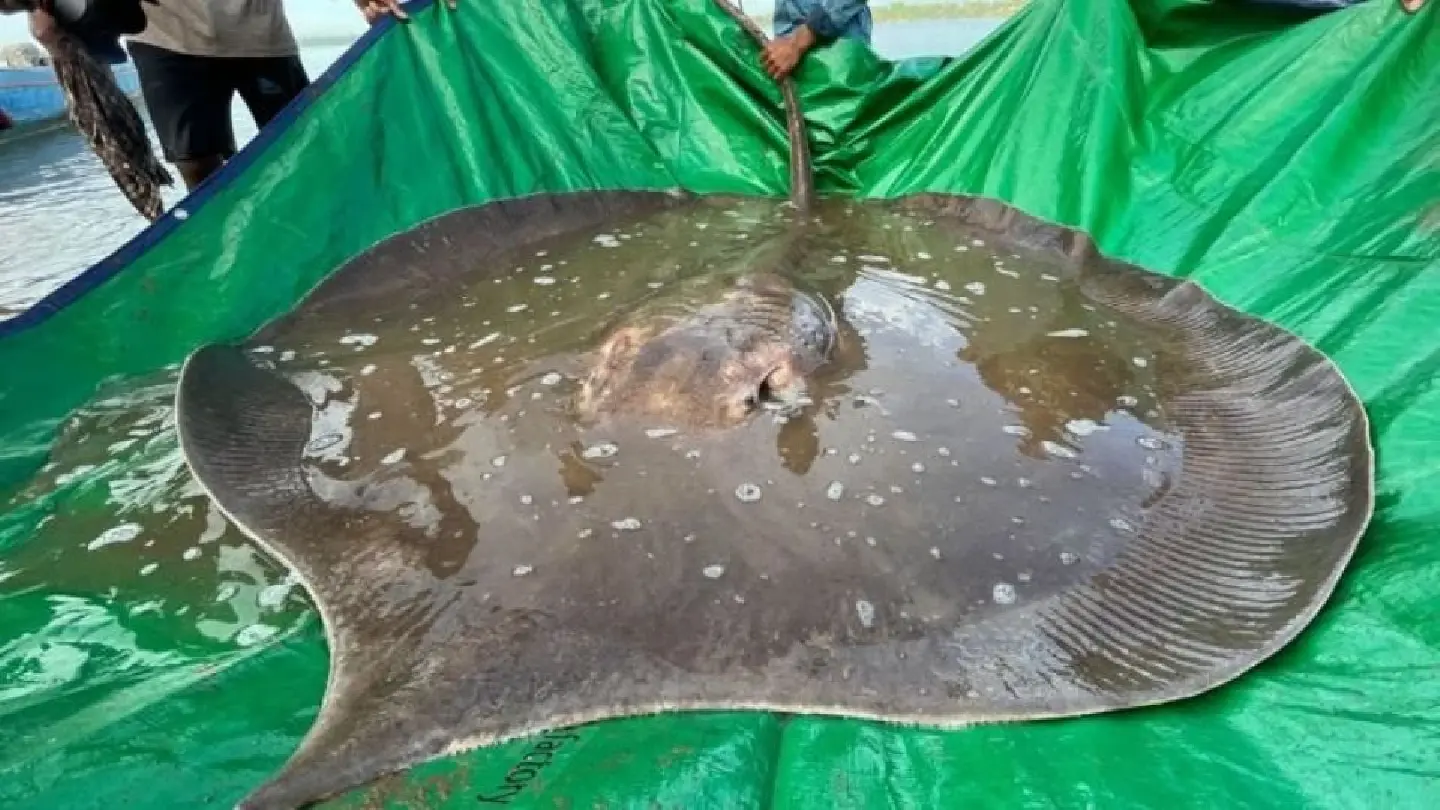 Guinness Records recognise giant stingray caught in Cambodia Guinness Records recognise giant stingray caught in Cambodia