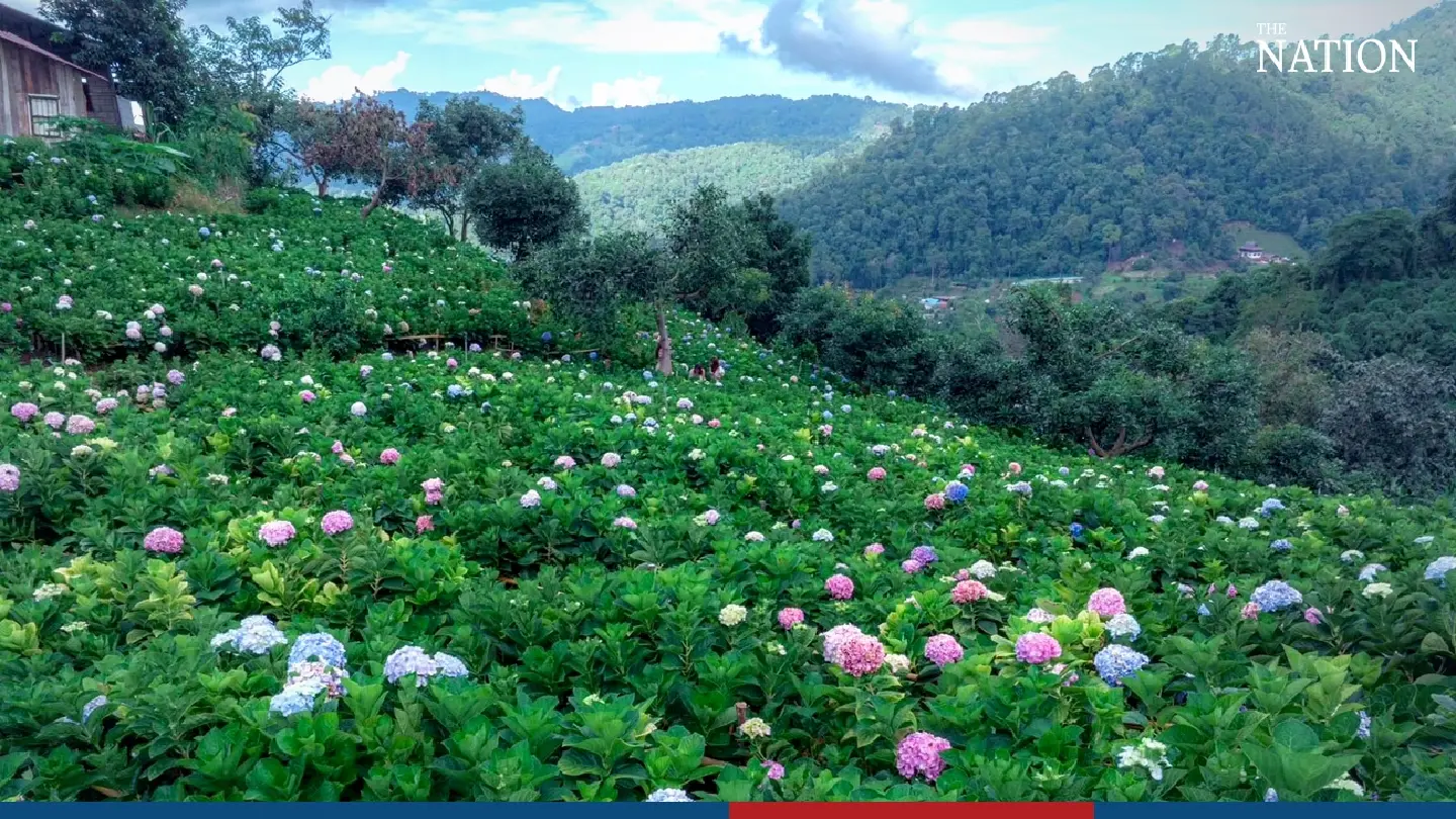 Cool breezes, fields of flowers draw crowds to Chiang Mai