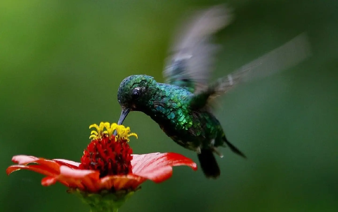 How banks' racist loan policies shape bird populations in Los Angeles