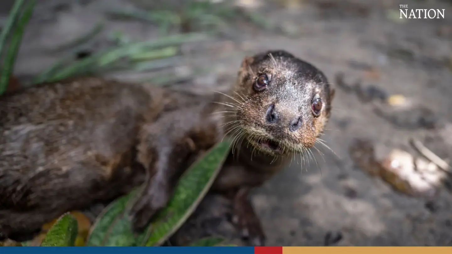 Thai Wildlife Sanctuary Welcomes New Arrival: the World’s Rarest Otter Thai Wildlife Sanctuary Welcomes New Arrival: the World’s Rarest Otter