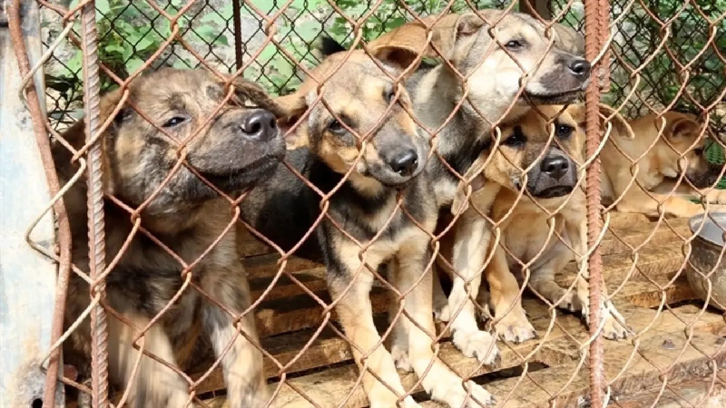 Puppy slaughterhouse owner calls it a day