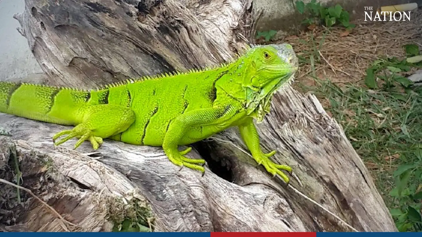 A scaly problem: Officials set out to tackle the iguana invasion