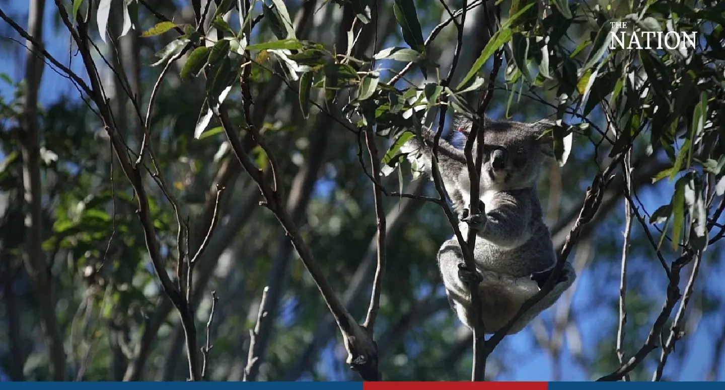 Planting 'koala corridors' to save Australia's endangered marsupial