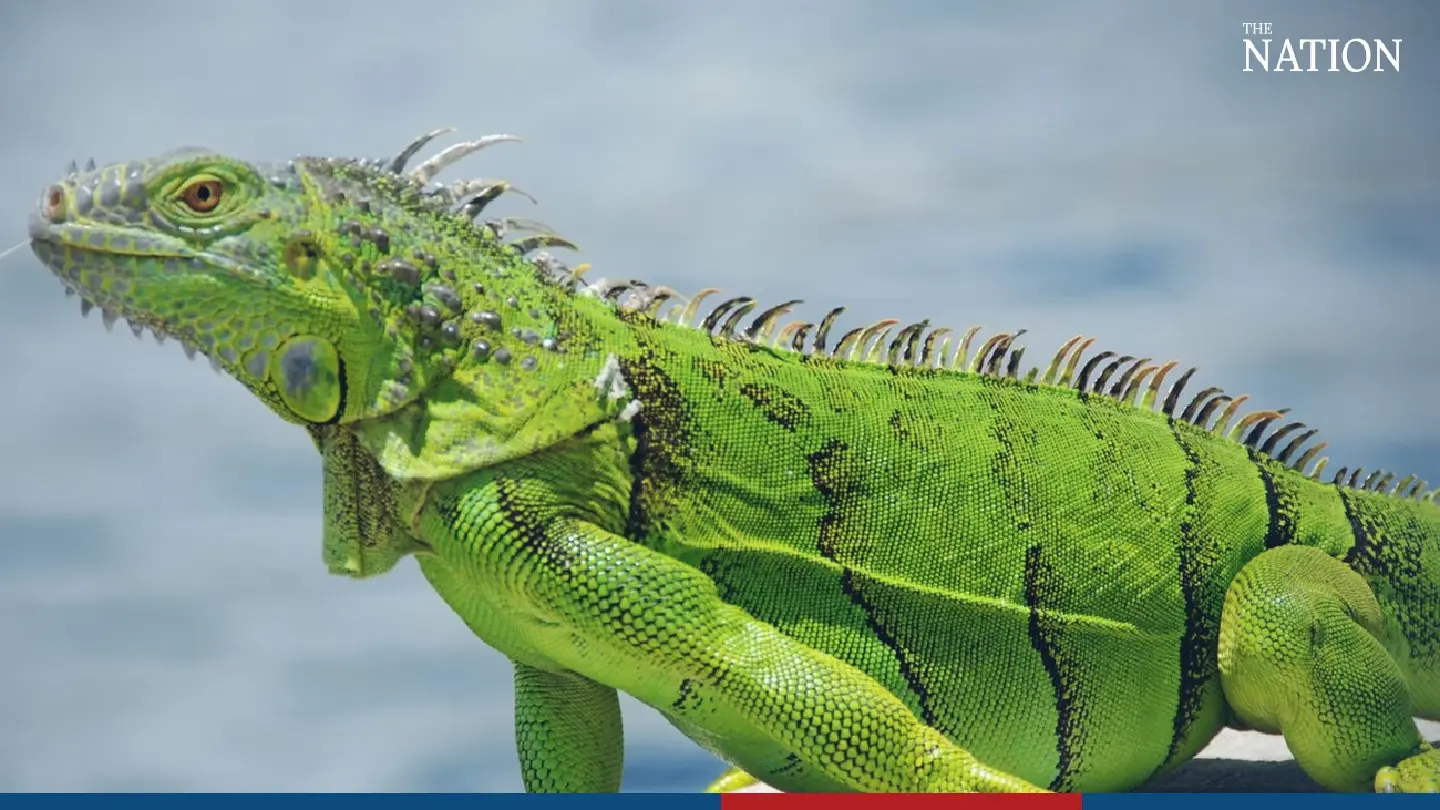 Public urged to avoid touching green iguanas to avoid infections
