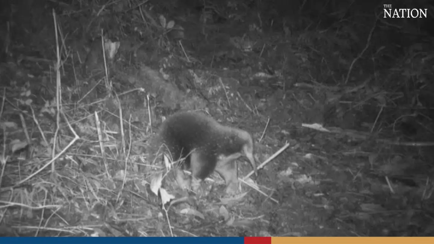 Long-lost mammal rediscovered in remote Indonesia mountains