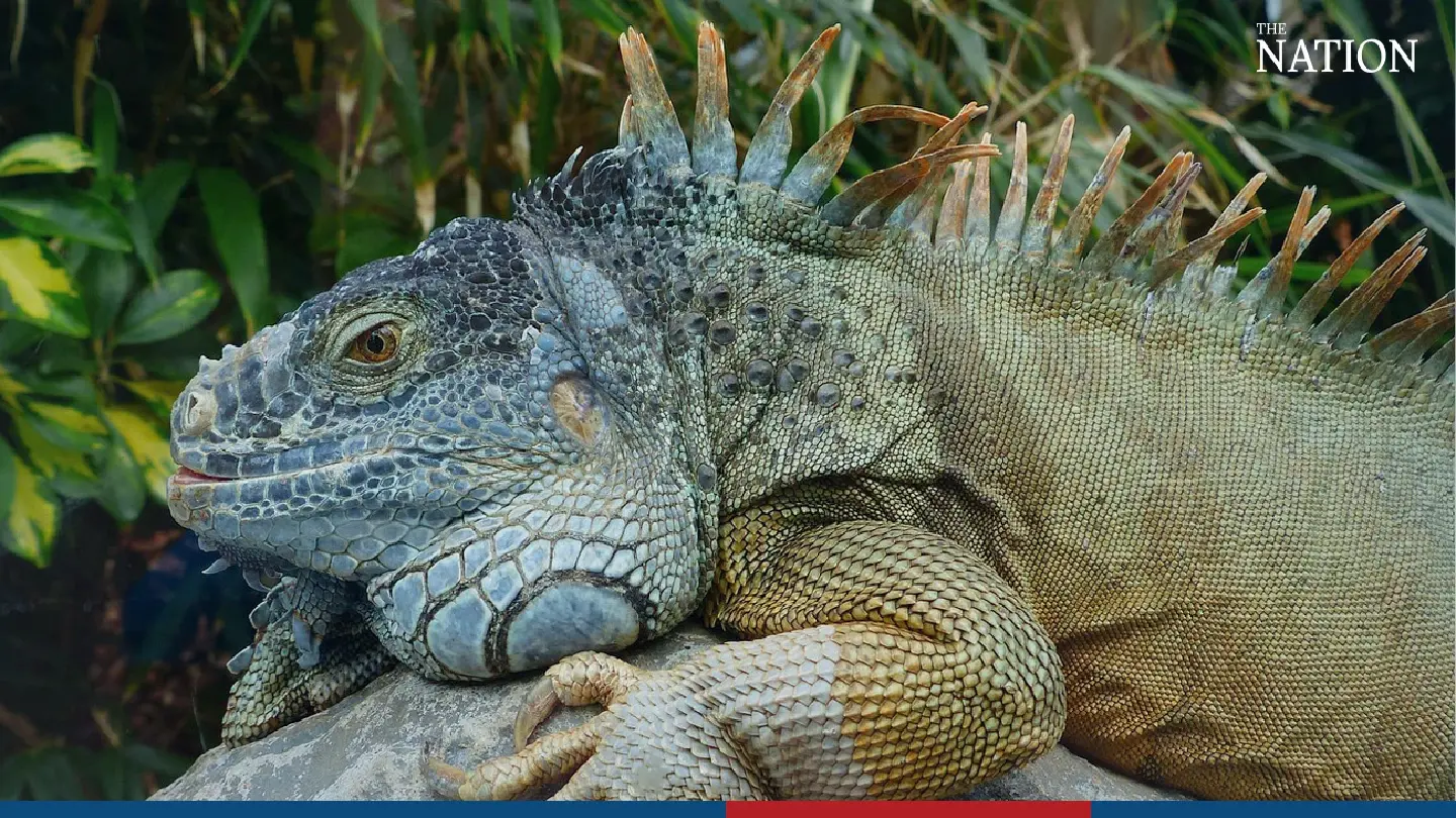 Govt introduces ban on iguana imports as numbers soar
