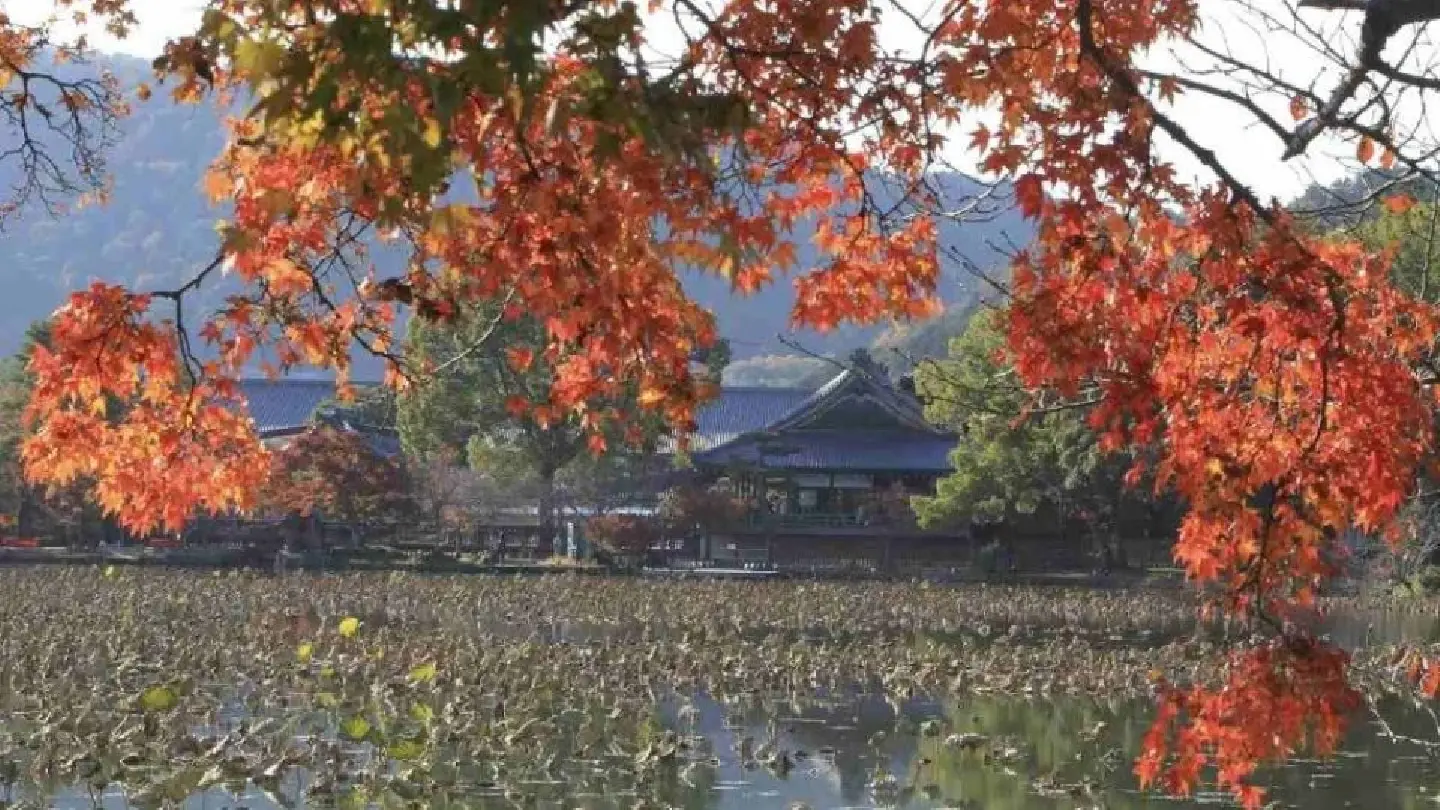 Autumn and spring may go ‘missing’ in Japan as abnormal weather shows up