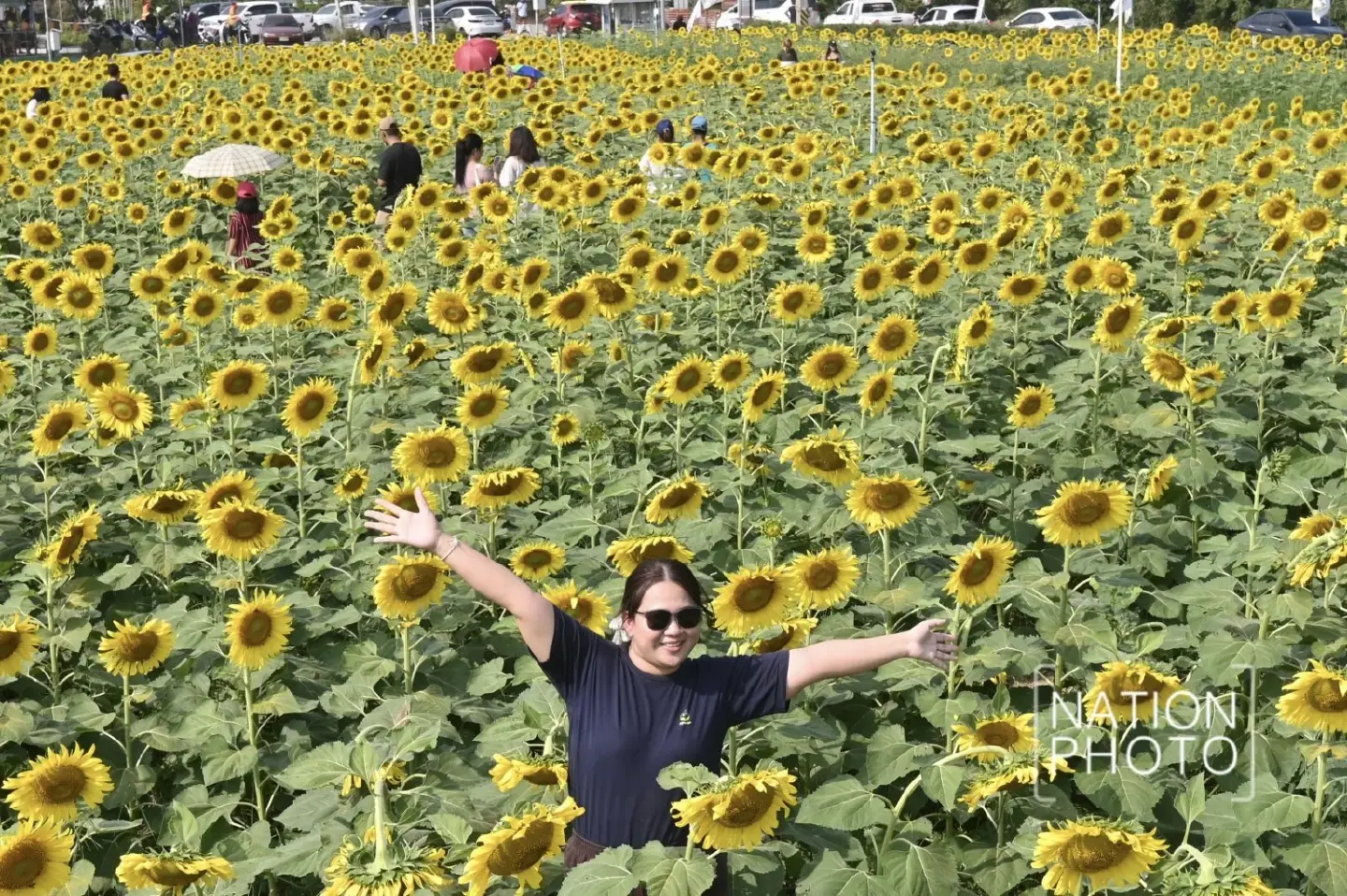 Tourists enjoy Pathum Thani’s blooming sunflower wonderland