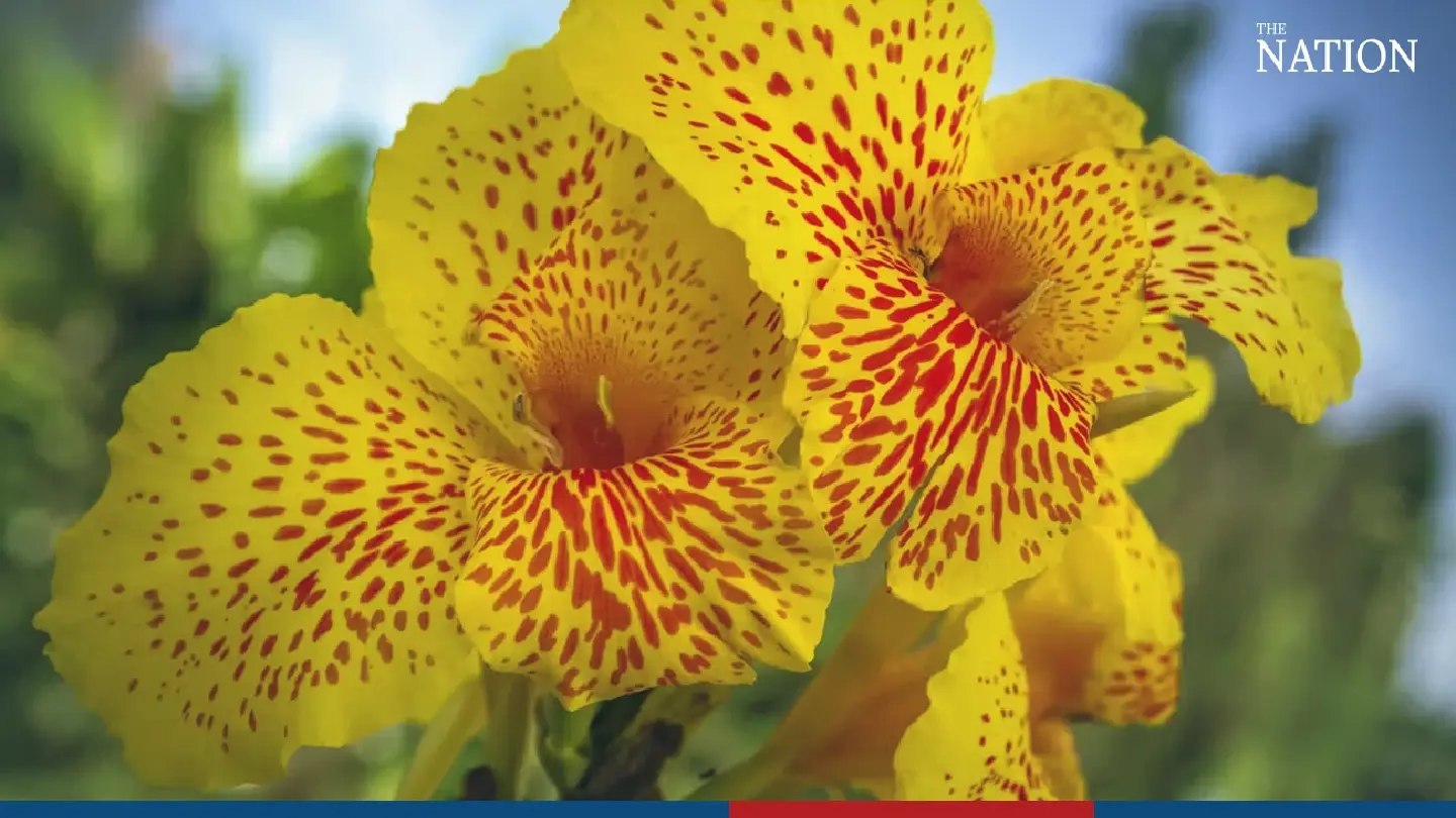 Phuttharaksa: The flower that blooms on Thai Father's Day Phuttharaksa: The flower that blooms on Thai Father's Day