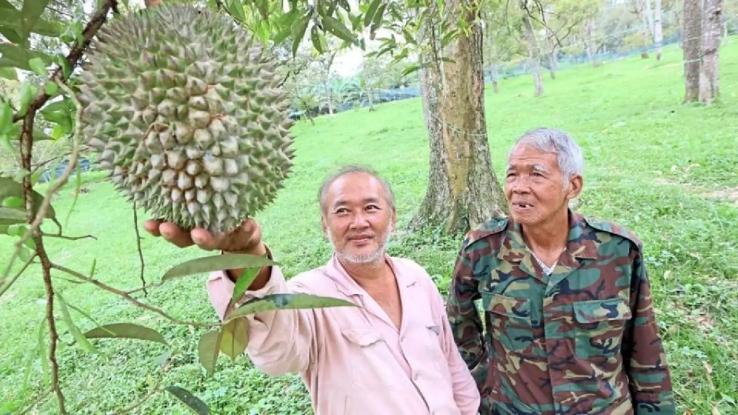Durians ‘acting up’ this year: Malaysian farmers Durians ‘acting up’ this year: Malaysian farmers