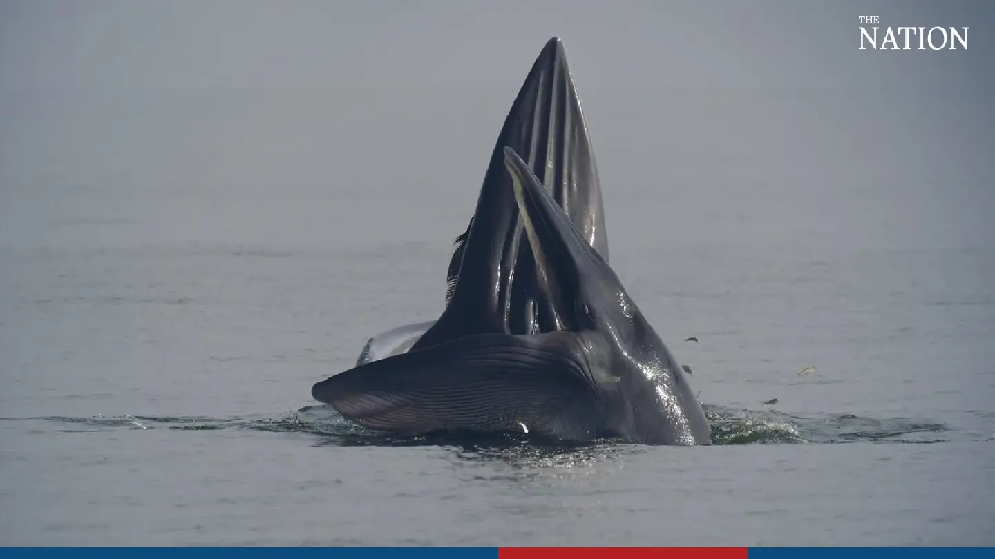 Survey spots three more Bryde’s whales in Thai waters