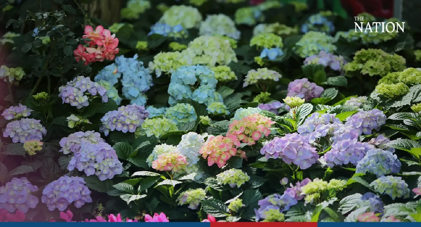 Chiang Mai royal park abloom with the brilliance of hydrangeas Chiang Mai royal park abloom with the brilliance of hydrangeas