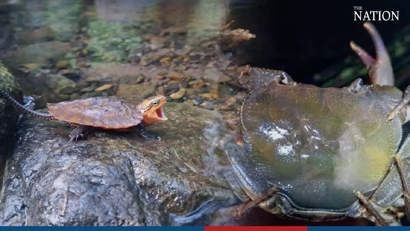 Rare turtle, crab found flourishing in Phetchabun wildlife sanctuary