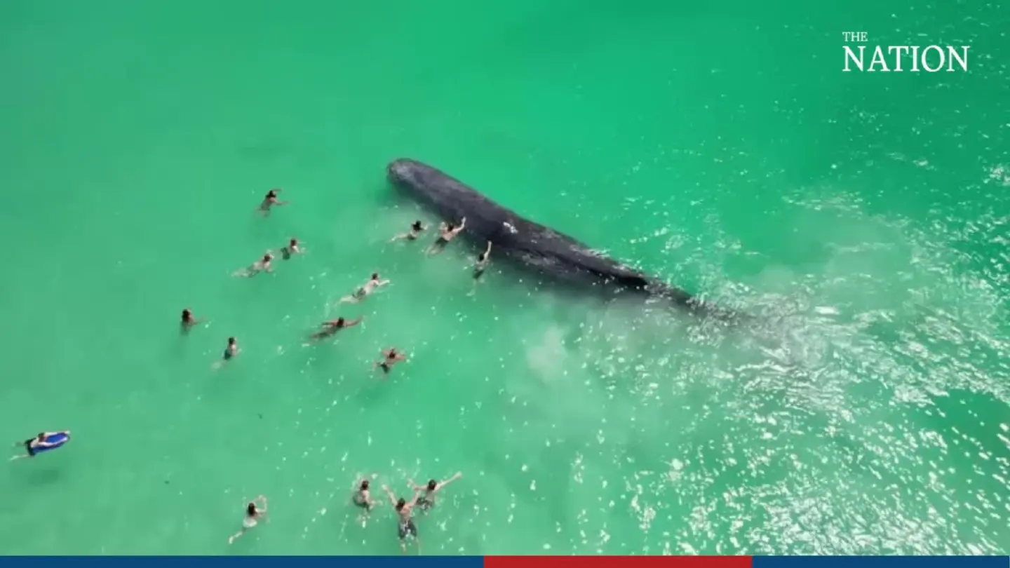 Whale joins swimmers close to Australian beach