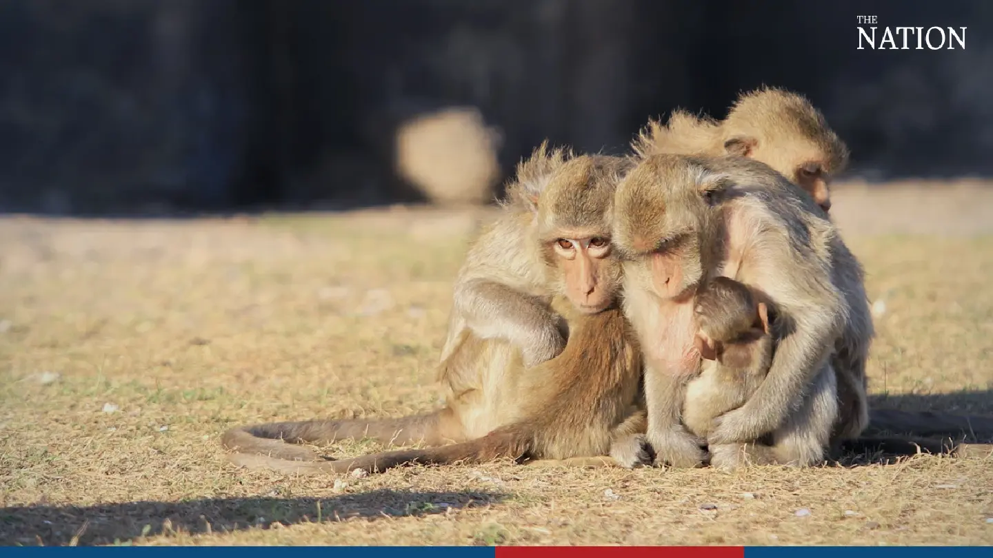 Lopburi monkeys feel the chill as temperatures drop across Thailand