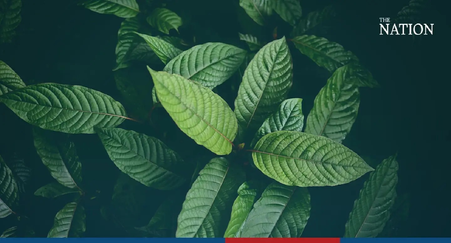 Public Health Ministry mandates clear warnings for kratom sellers