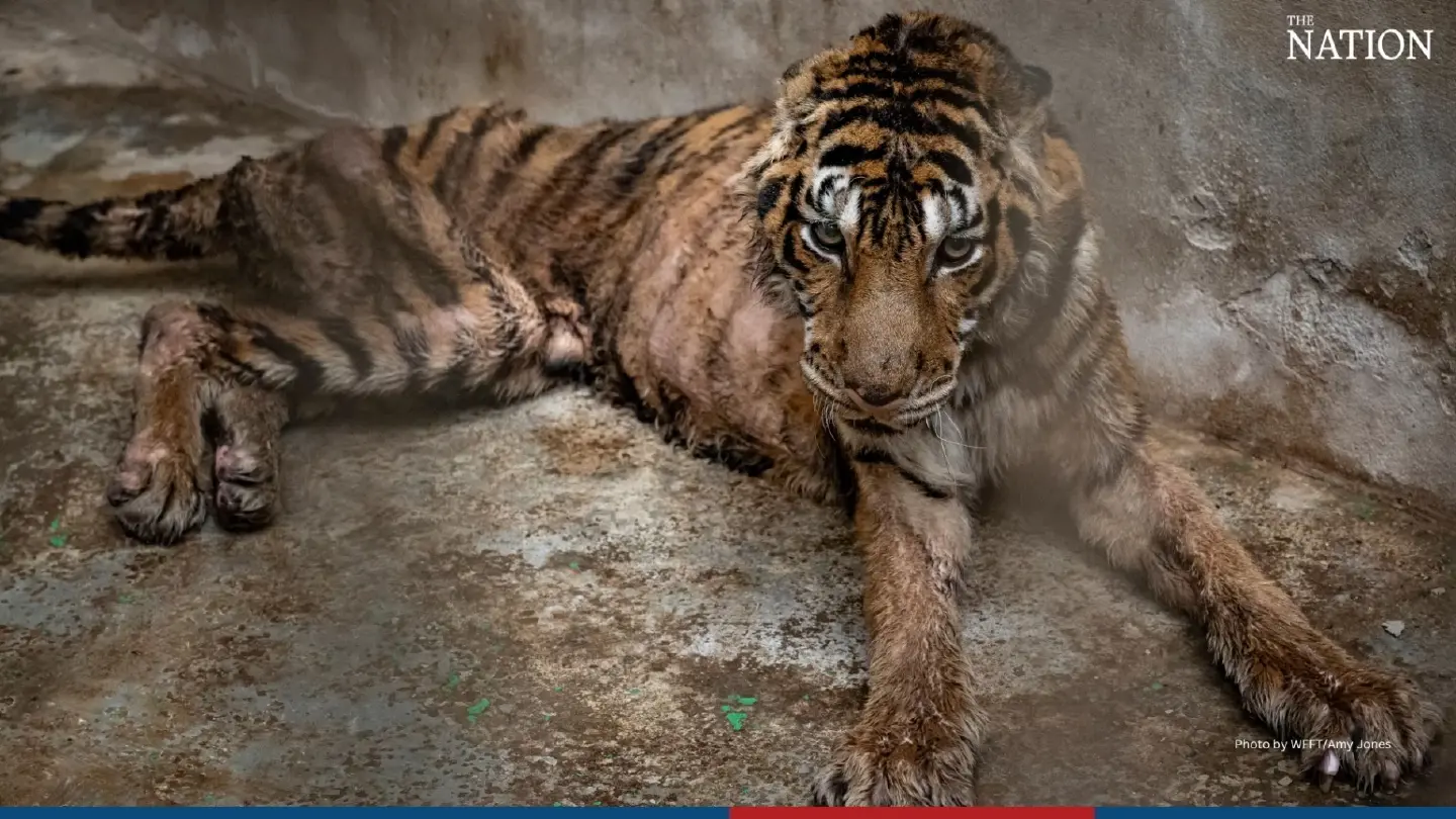 Twenty-year-old tiger Among 15 big cats saved from tiger farm in Thailand Twenty-year-old tiger Among 15 big cats saved from tiger farm in Thailand