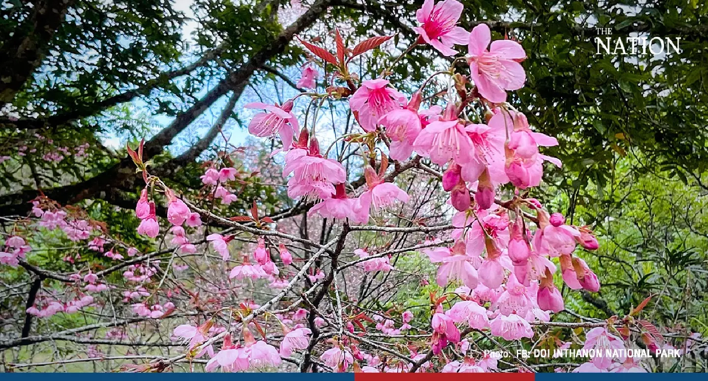 Chiang Mai blooms with ‘Thai Sakura’