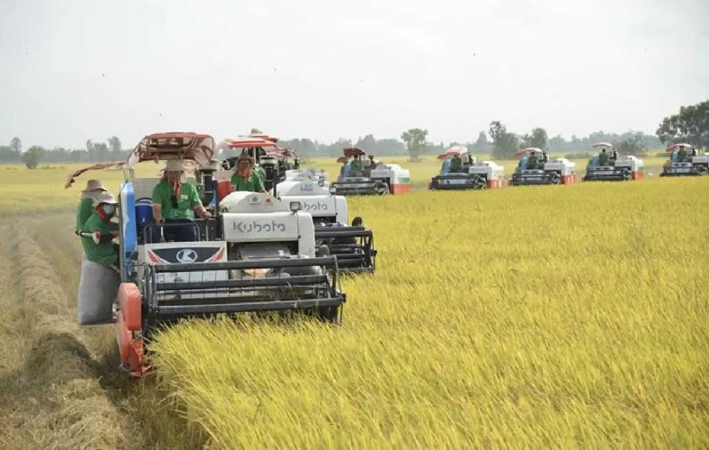 Vietnam anticipates USD5 billion in rice exports this year